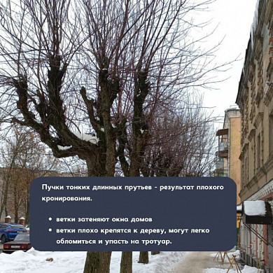 В Иванове рябину и ясень подстригли под клен